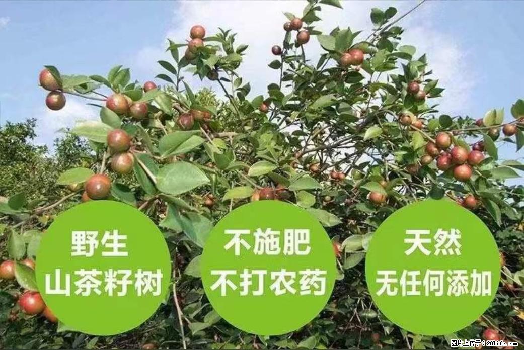 【灌阳县油茶产业示范区】一个有着充实的精神生活的人,对待身外之物自会有一种淡泊的态度 - 美食天地 - 南京生活社区 - 南京28生活网 nj.28life.com