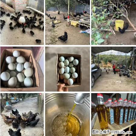 油茶园从小鸡仔开始养起的纯土鸡、土鸡蛋可以预定啦!还有前几天刚榨的纯山茶油哦 - 土特产 - 饮食特产 - 南京分类信息 - 南京28生活网 nj.28life.com