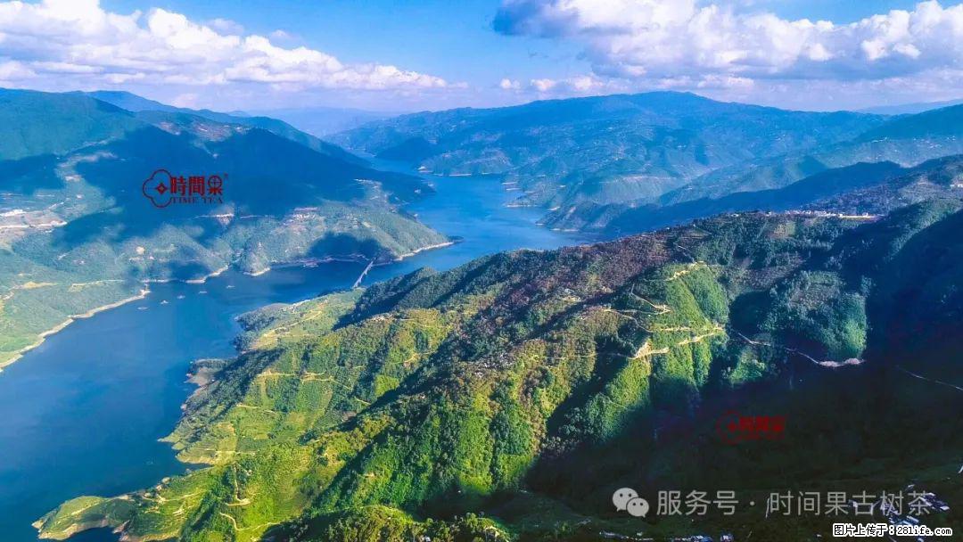 时间果百年古树龙珠普洱生茶 - 购物交流 - 南京生活社区 - 南京28生活网 nj.28life.com