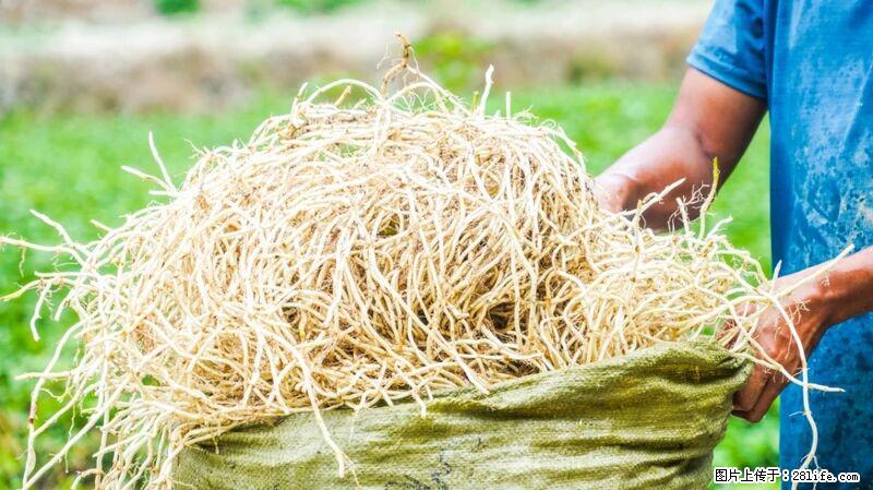 堪称“最难吃”的蔬菜,却是 “抗辐射神器”,还能护肺、清热、止咳化痰! - 南京生活资讯 - 南京28生活网 nj.28life.com