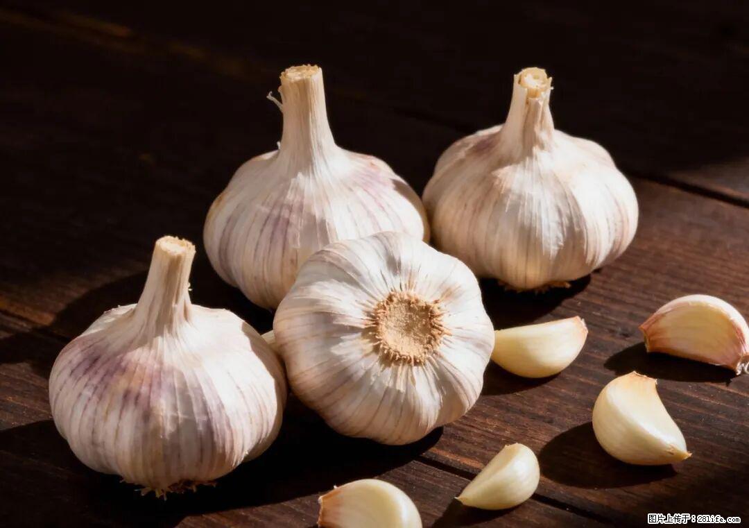 关于大蒜，除了“天然抗生素”，这4个谣言更该警惕! - 南京生活资讯 - 南京28生活网 nj.28life.com