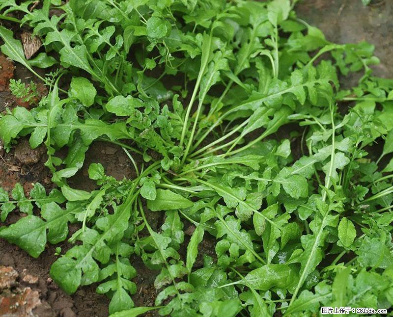 这些蔬菜是“天然钙片”，这6种被医生重点推荐 - 南京生活资讯 - 南京28生活网 nj.28life.com