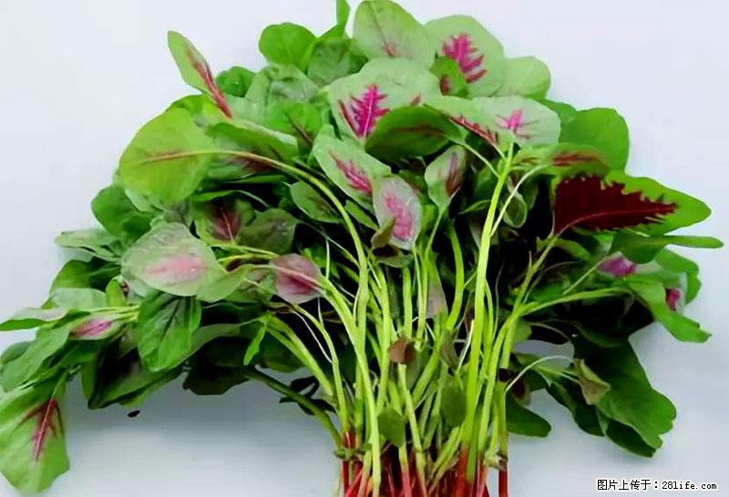 这些蔬菜是“天然钙片”，这6种被医生重点推荐 - 南京生活资讯 - 南京28生活网 nj.28life.com