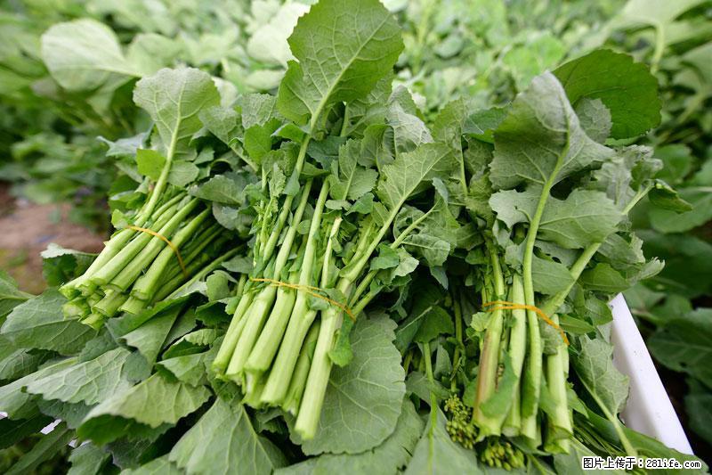 这些蔬菜是“天然钙片”，这6种被医生重点推荐 - 南京生活资讯 - 南京28生活网 nj.28life.com